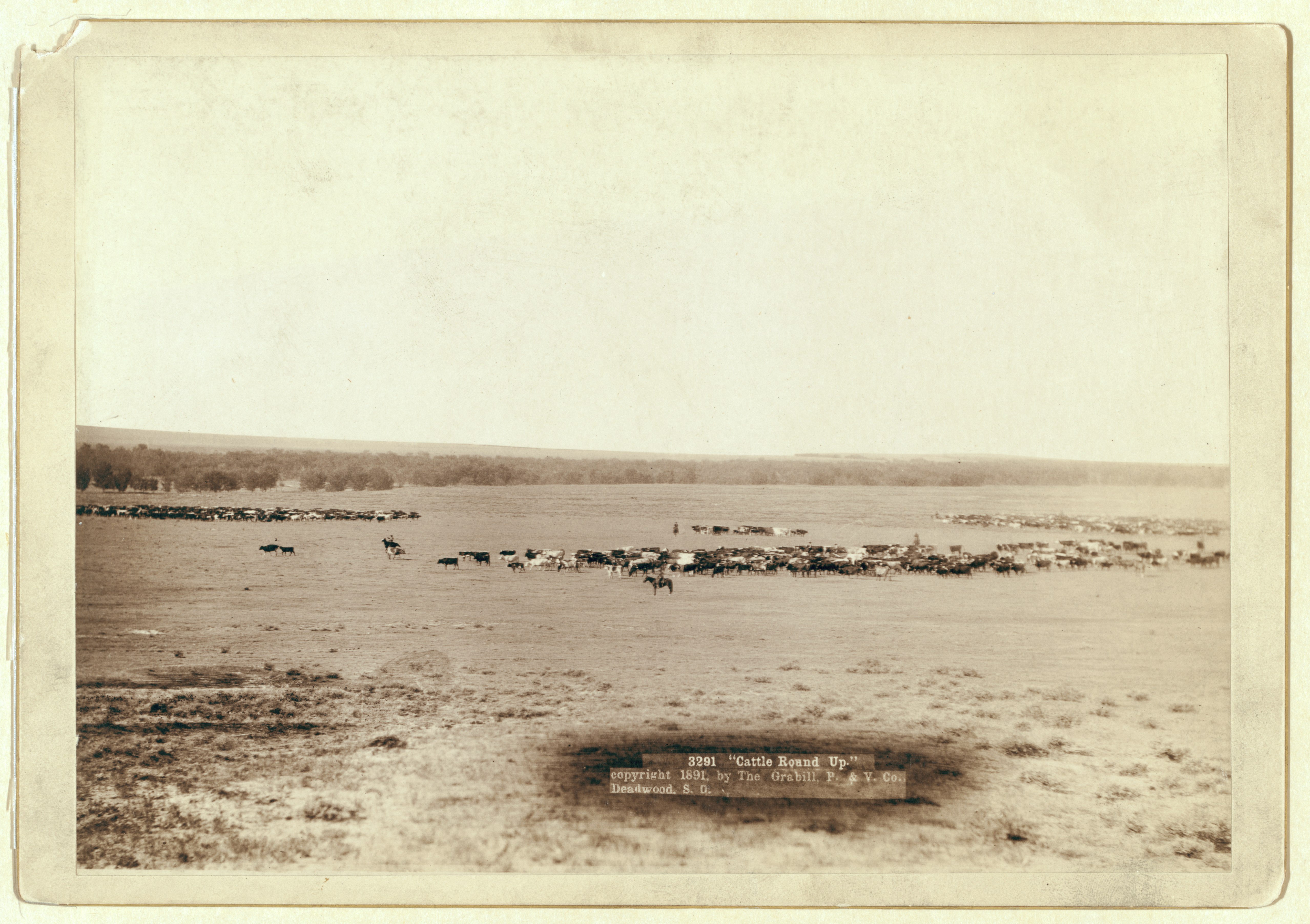 Cowboys on horseback during an open-range cattle roundup, 1891