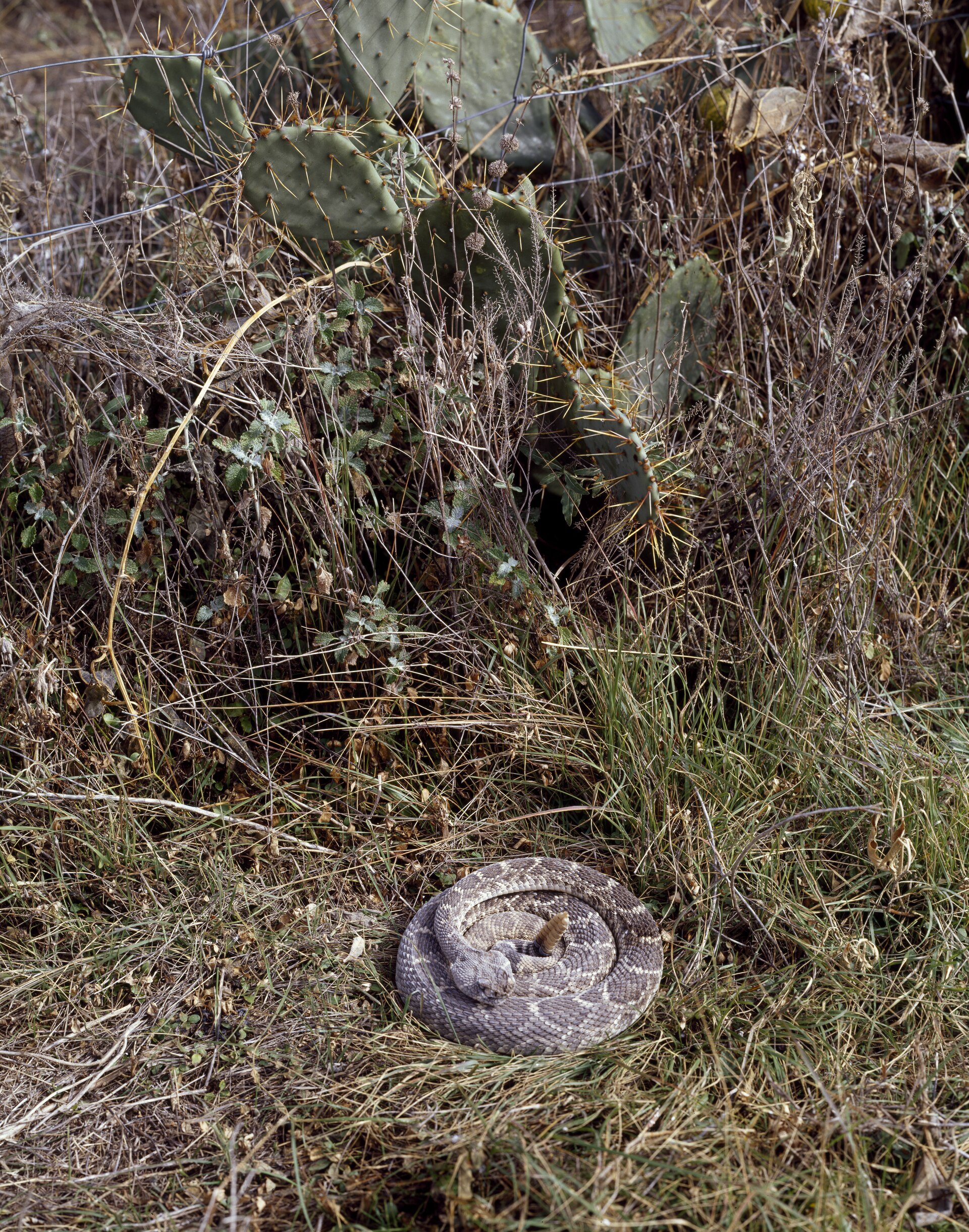 A coiled western diamondback rattlesnake in brush near San Marcos, Texas — the western diamondback is the most commonly encountered venomous snake across Montague County's Cross Timbers and grassland terrain
