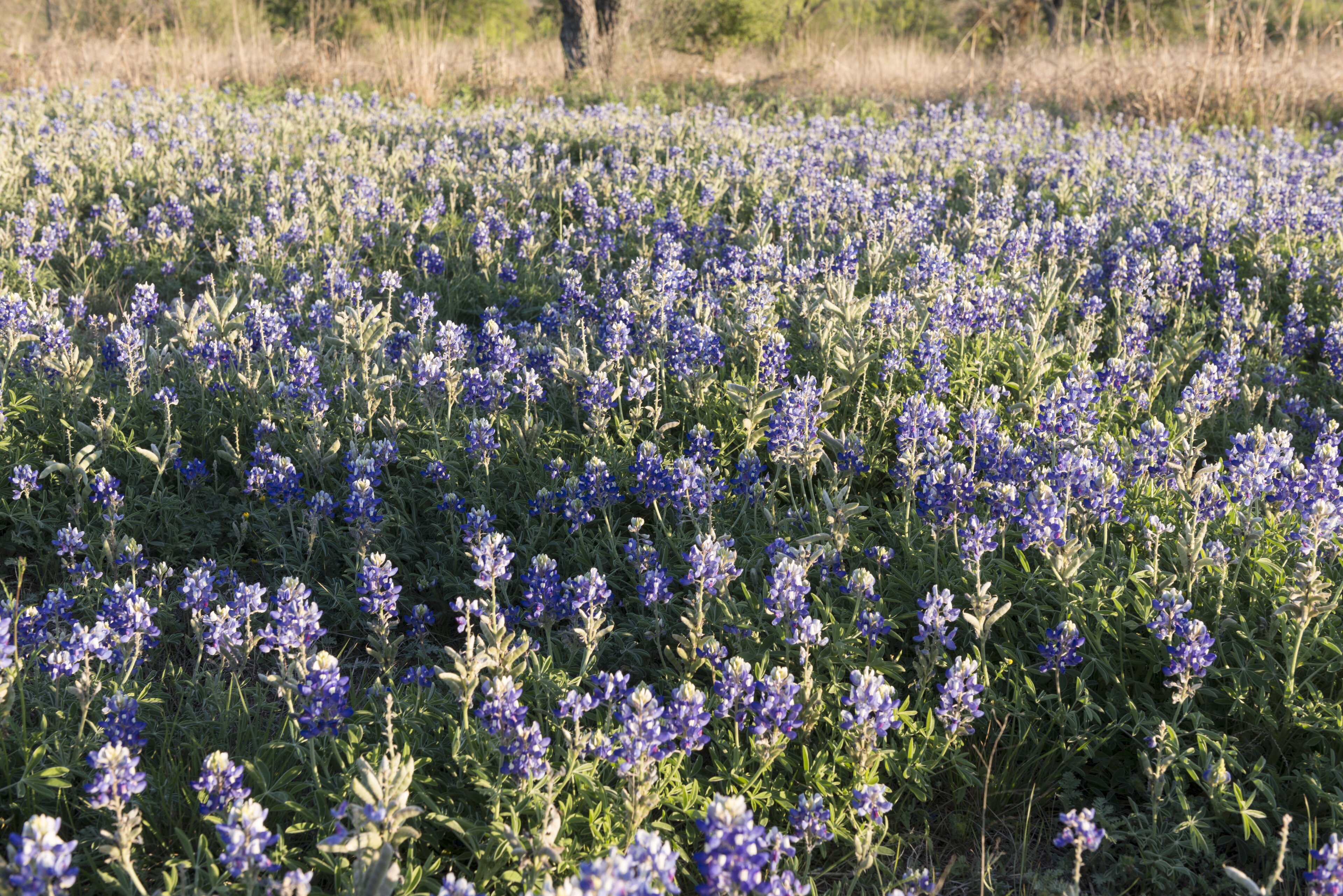 A field of Texas bluebonnets in bloom — the state flower that appears across Montague County roadsides and pastures each spring from mid-March through late April